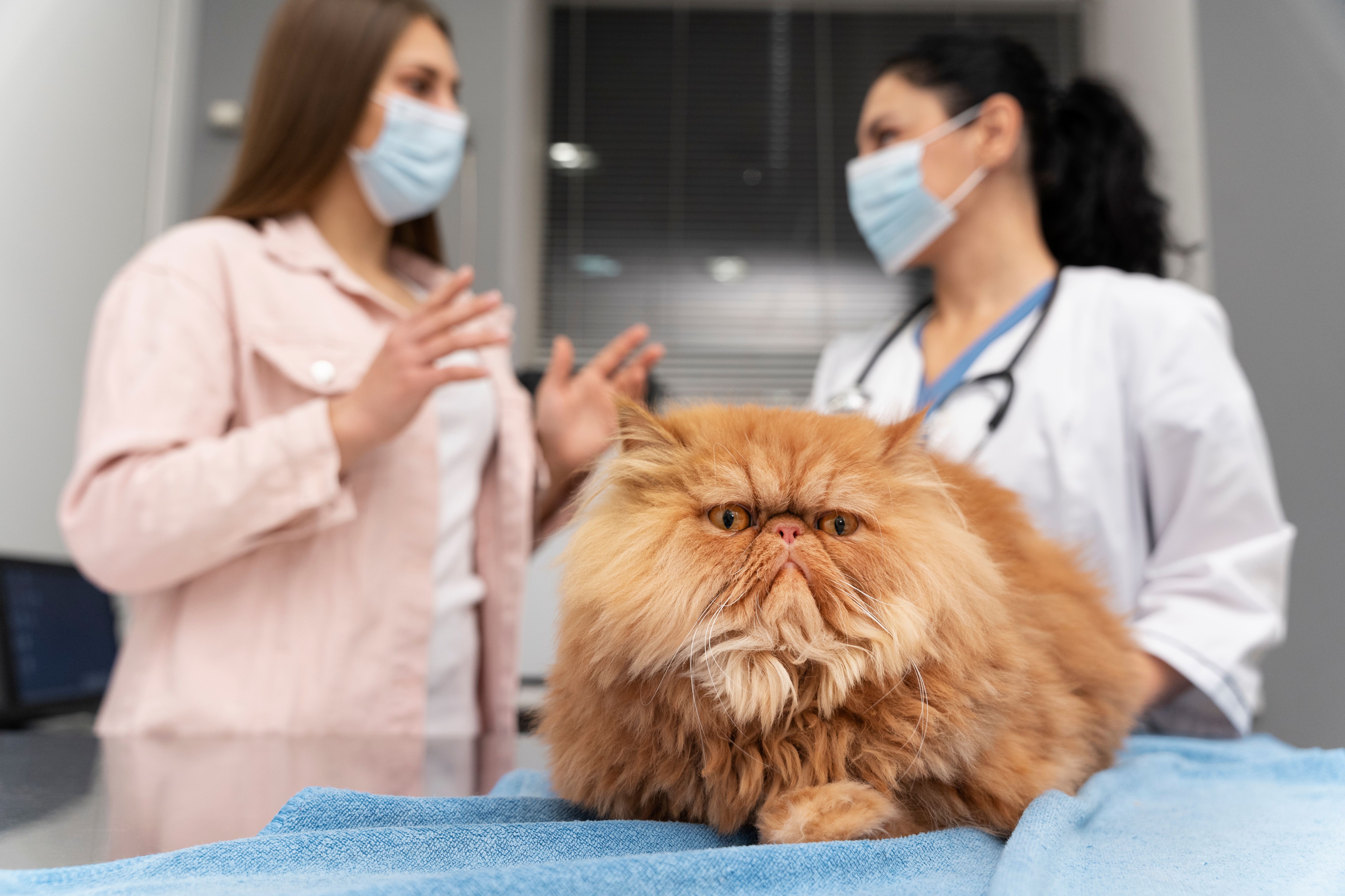 Oncologia para pets em Cariacica - Prolife