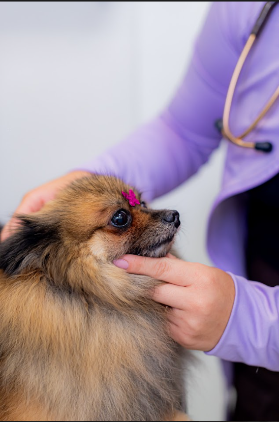 Atendimento Domiciliar para pets em Cariacica - Prolife