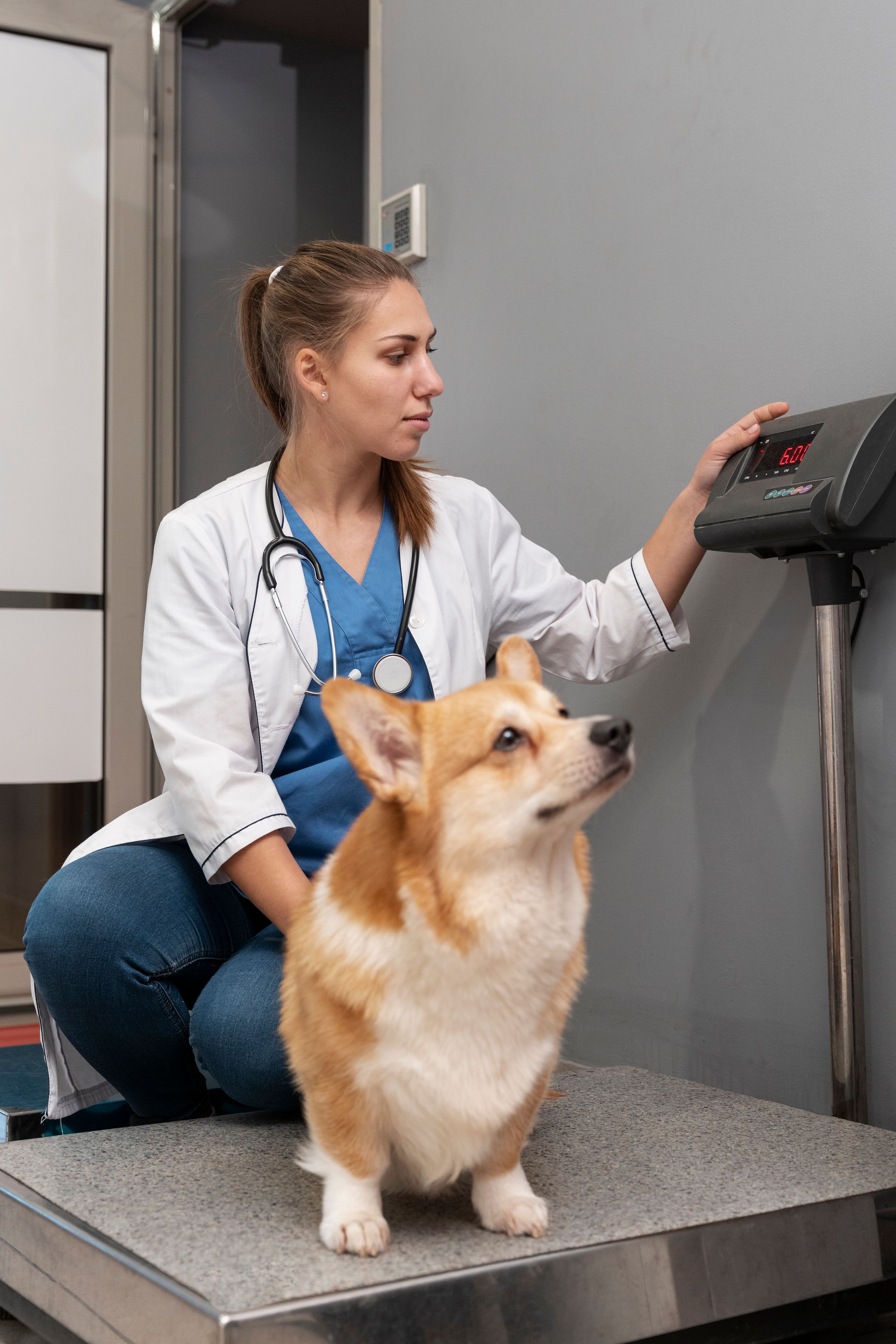 Ecocardiograma para pets em Cariacica - Prolife