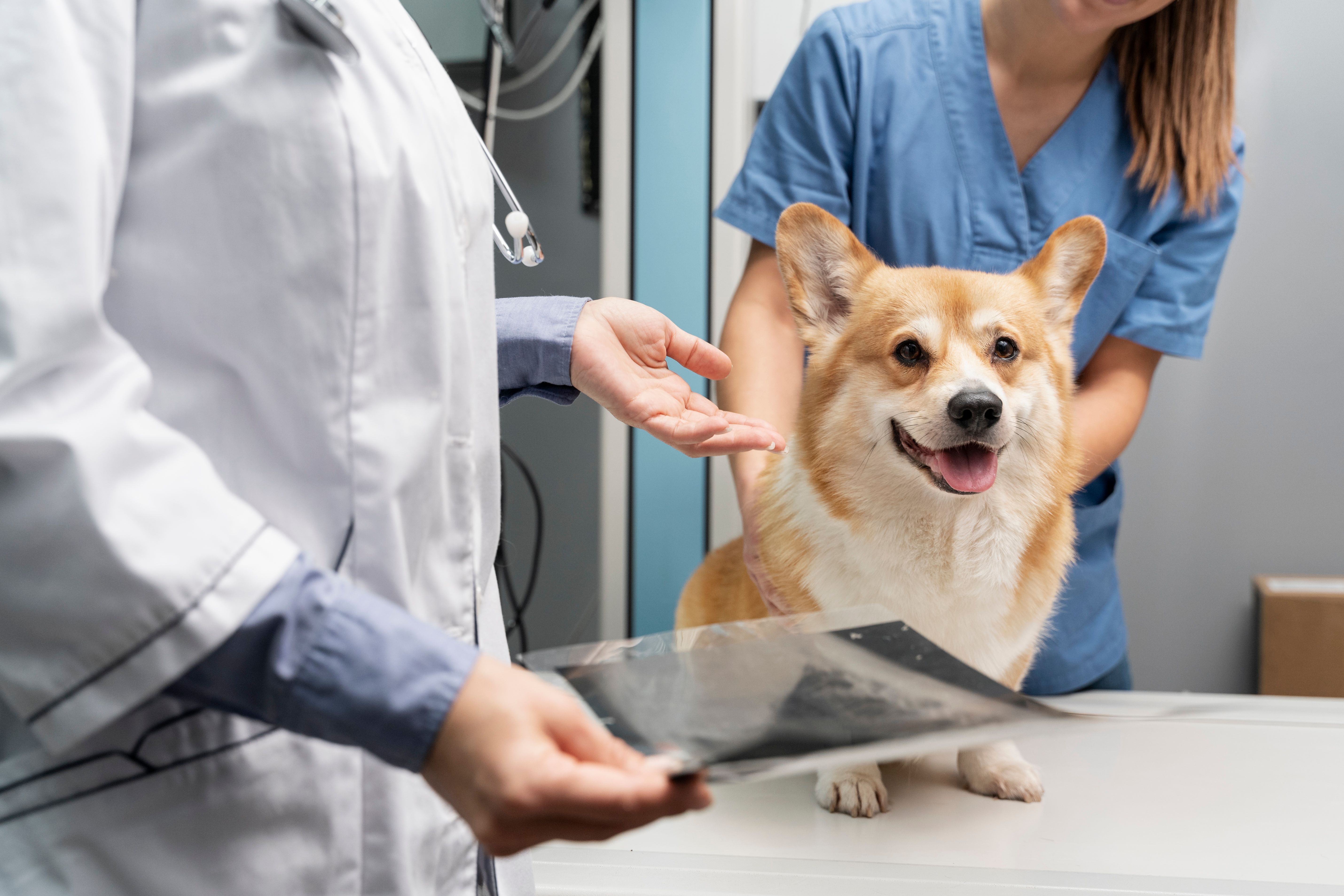 Eletrocardiograma para pets em Cariacica - Prolife