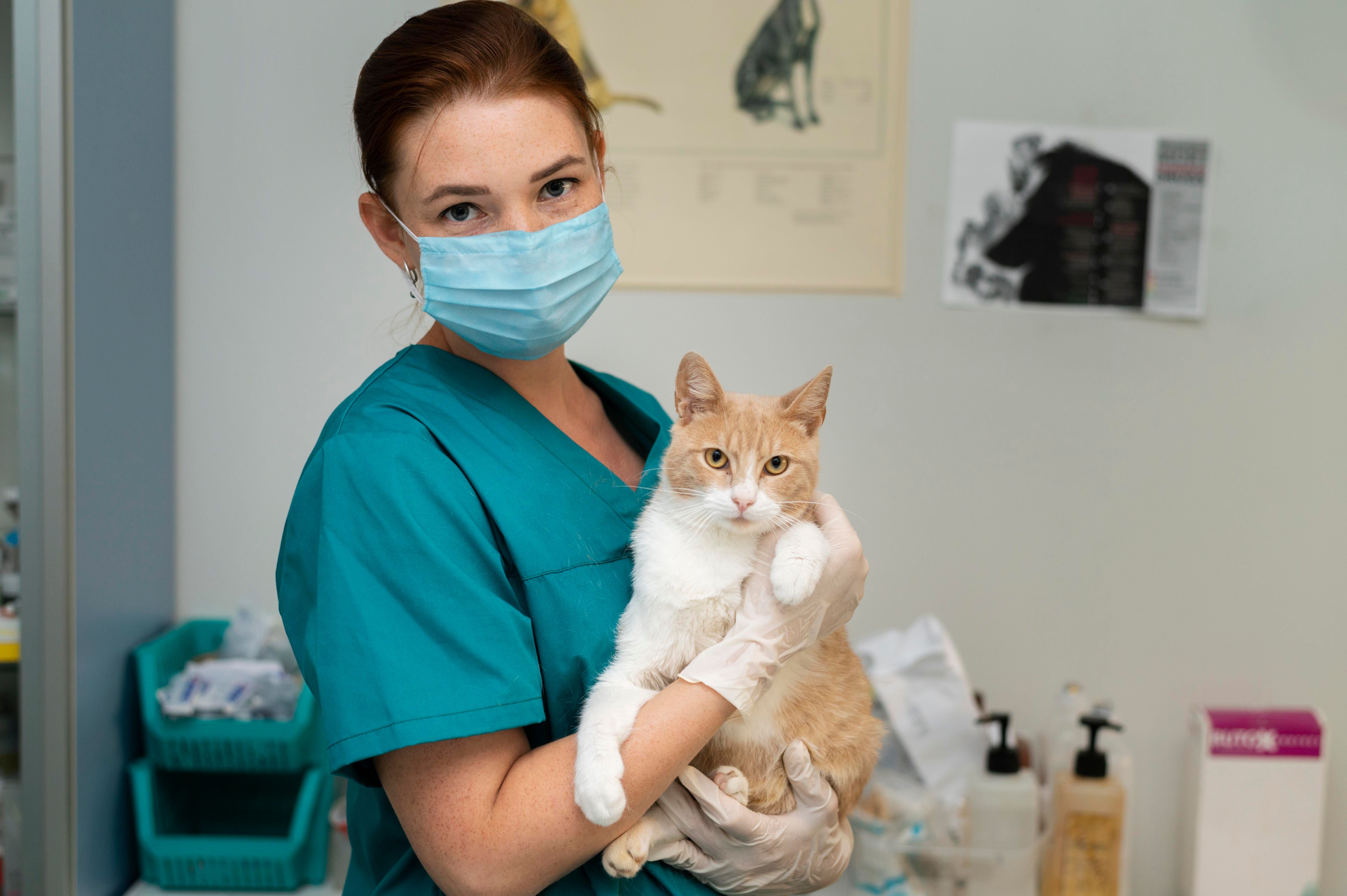 Emergência para pets em Cariacica - Prolife
