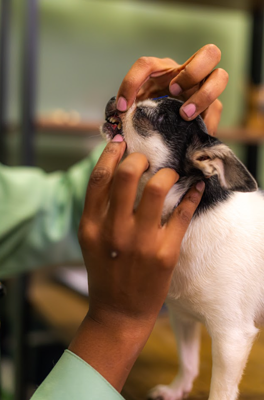 Odontologia para pets em Cariacica - Prolife