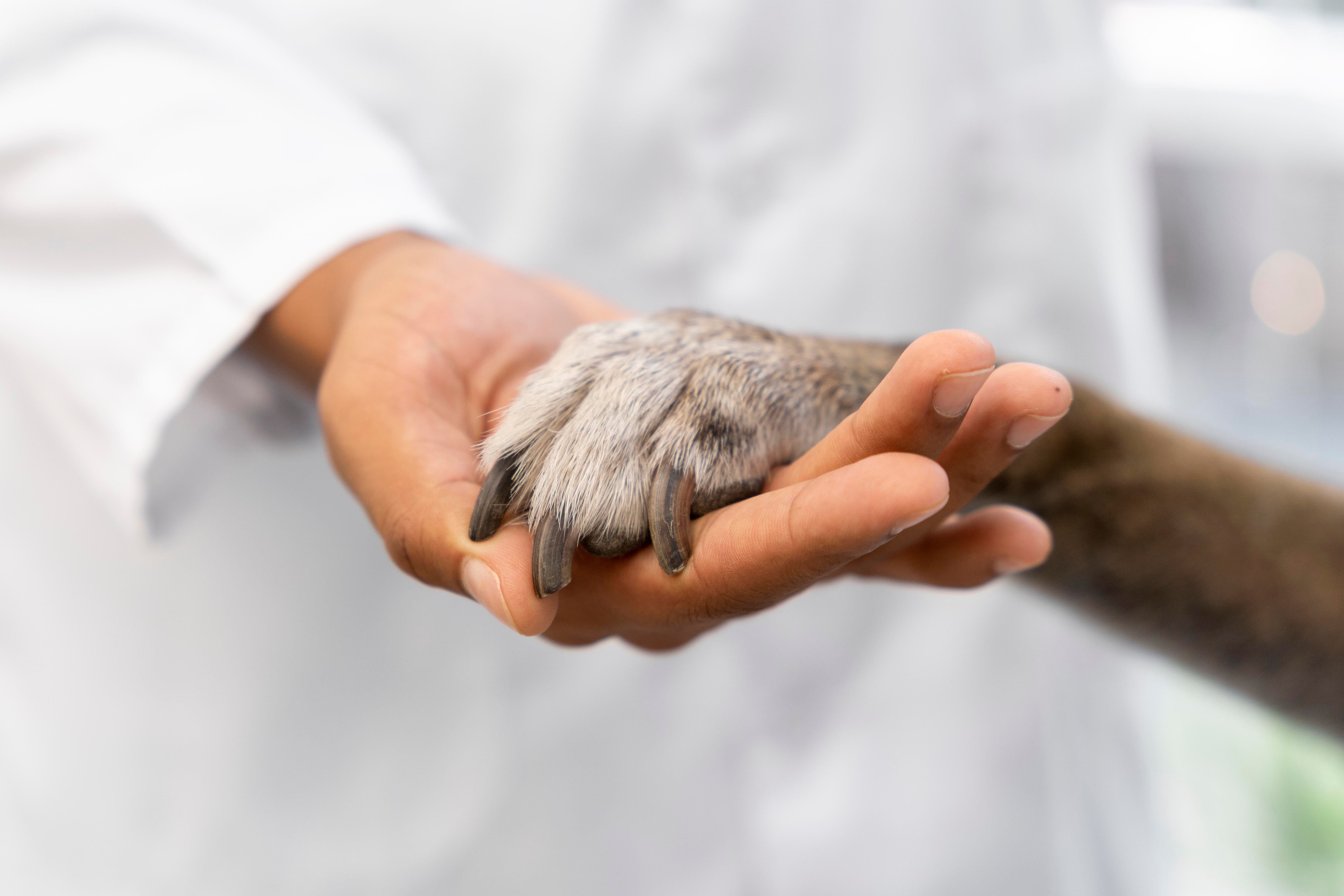 Quimioterapia Veterinária para pets em Cariacica - Prolife