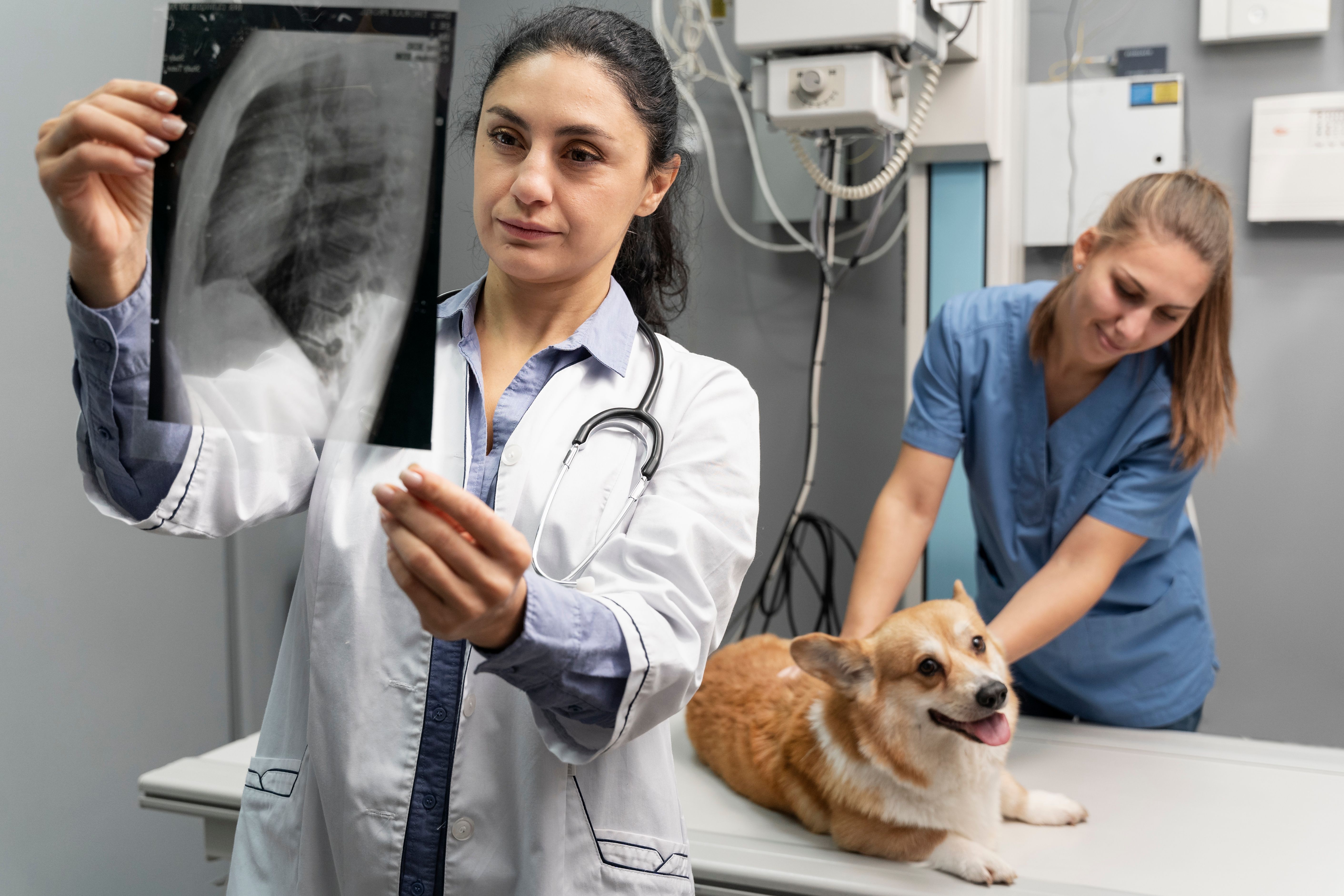 Raio-X para pets em Cariacica - Prolife